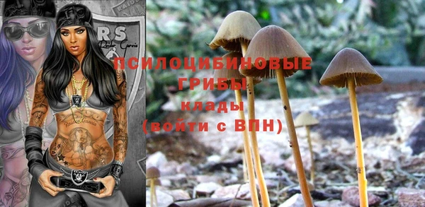 прущие грибы Бугульма
