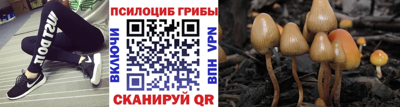 blacksprut ссылка Навашино Псилоцибиновые грибы Psilocybe магазин продажи наркотиков